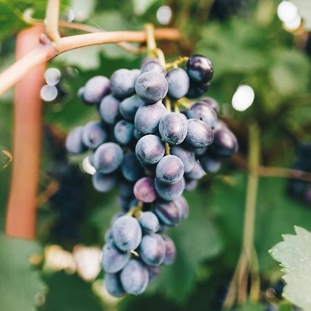 Case Vacanza Podere Risoino Поджибонси Екстериор снимка