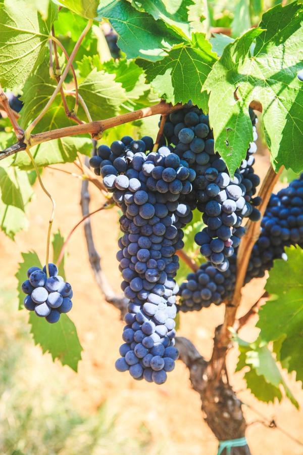 Case Vacanza Podere Risoino Поджибонси Екстериор снимка