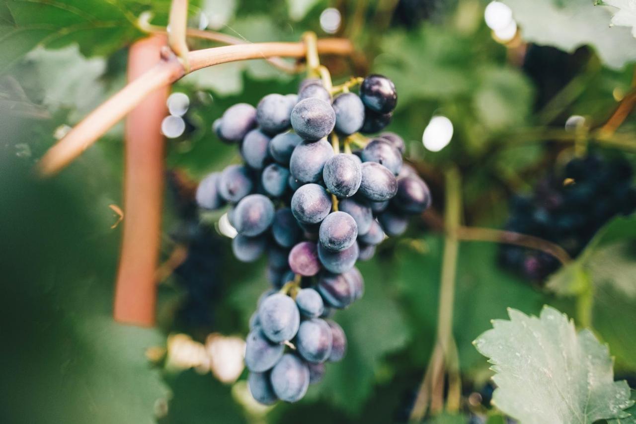 Case Vacanza Podere Risoino Поджибонси Екстериор снимка