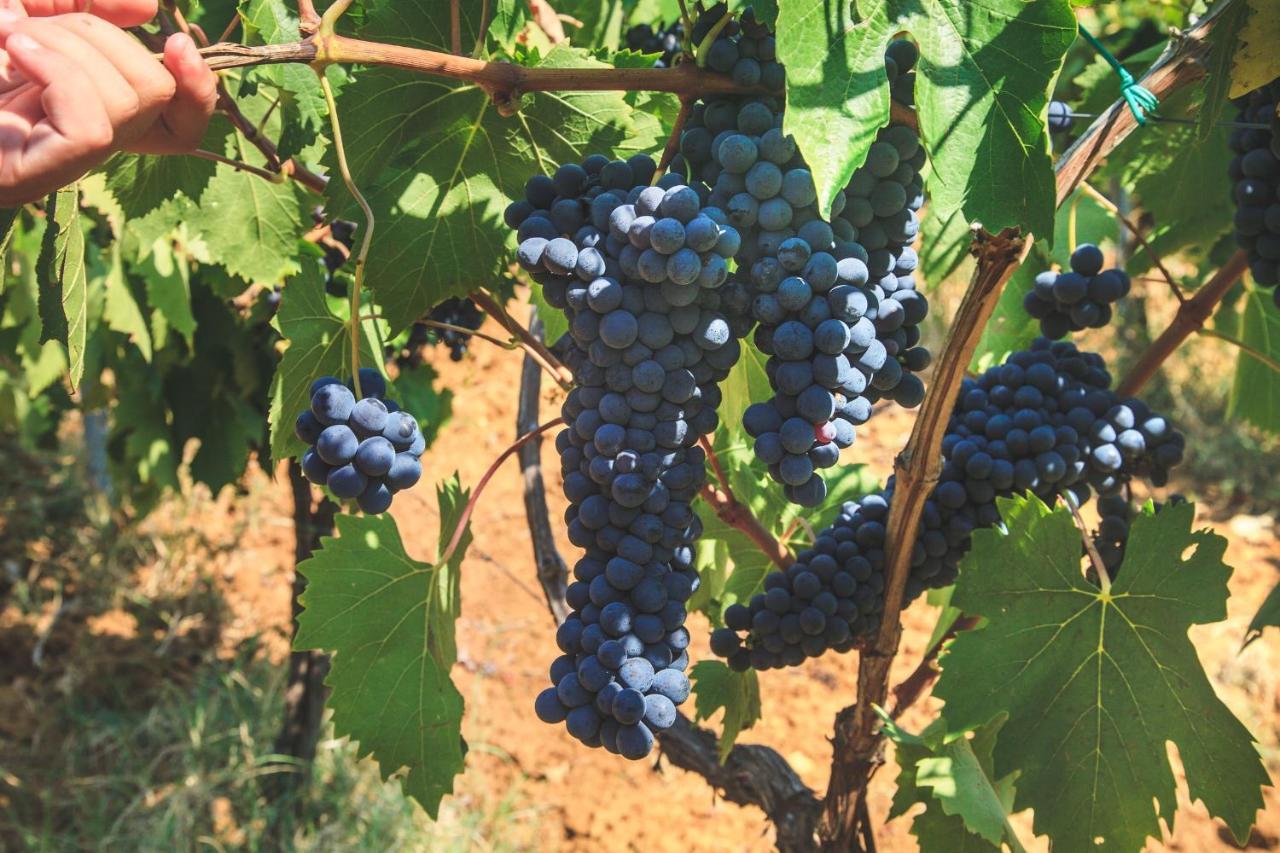 Case Vacanza Podere Risoino Поджибонси Екстериор снимка